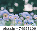 並んだパンジー 74993109