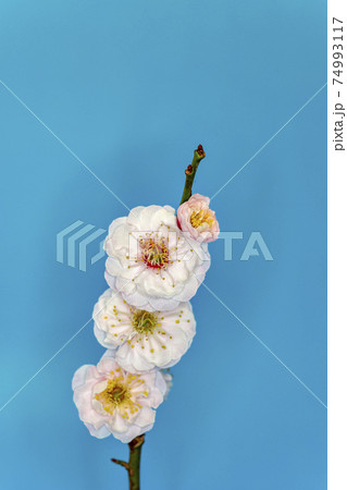 庭に咲いた梅の花の接写 74993117