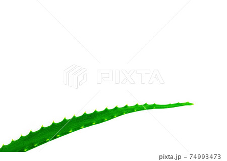 Natural cosmetics, juicy fresh green aloe leaf on white background, cosmetic care, medicinal plants, place for text, copy space Natural cosmetics, juicy fresh green aloe leaf on white background, cosmetic care, medicinal plants, place for text, copy space 74993473