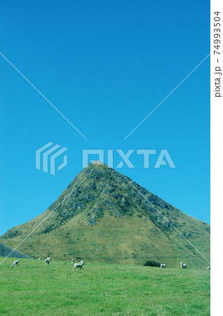 ニュージーランド 山のふもとの羊達 モクレイクの写真素材