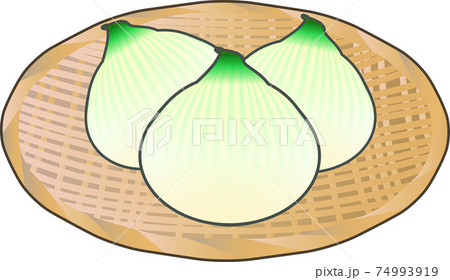 ザルにのったかわいい新玉ねぎ 線あり のイラスト素材
