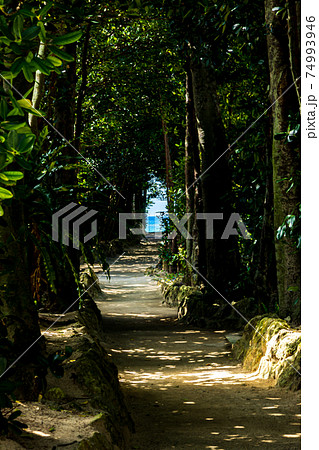 フクギ並木を抜けて フクギ並木を抜けて 74993946