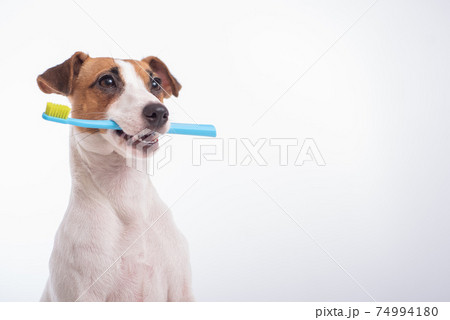 Smart dog jack russell terrier holds a blue toothbrush in his mouth on a white background. Oral hygiene of pets. Copy space 74994180
