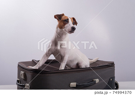 Jack Russell Terrier sits on a suitcase on a white background. The dog is going on a journey with the owners Jack Russell Terrier sits on a suitcase on a white background. The dog is going on a journey with the owners 74994370