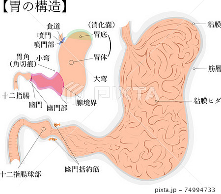 胃 構造 解説 イラストのイラスト素材