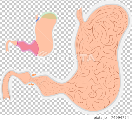 胃　構造　イラスト 74994734