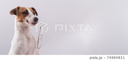 Dog jack russell terrier holds glasses in his mouth on a white background 74994831