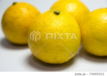 ヒュウガナツ 小夏みかん 素材 ヒュウガナツ 小夏みかん 素材 74995052