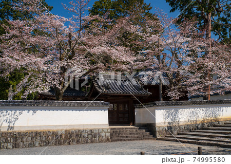 南禅寺 桜満開 南禅寺 桜満開 74995580