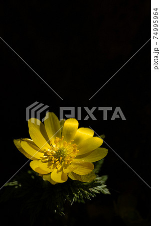 早春の光を浴びて咲くフクジュソウのクローズアップ 74995964