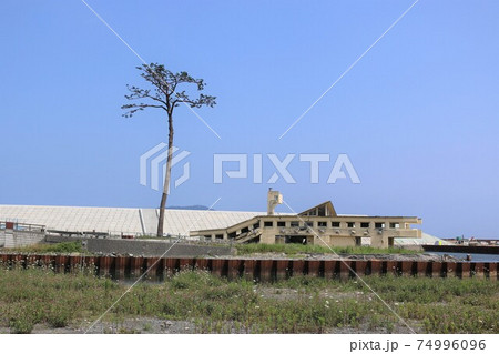 奇跡の一本松 奇跡の一本松 74996096