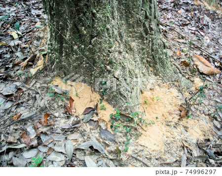 ナラ枯れ 木くず(フラス) ナラ枯れ 木くず(フラス) 74996297