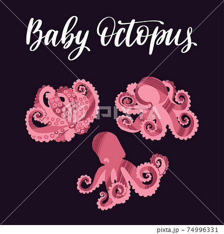 Seafood healthy nutrition product. Fresh and tasty baby octopuses. 74996331