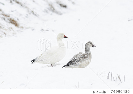 雪上のハクガン成鳥と幼鳥 74996486