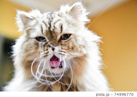 猫のアクビ 74996770