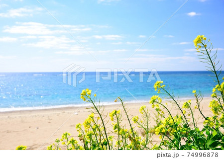 加計呂麻島　徳浜海岸 　菜の花と青い海 74996878