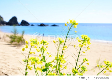 加計呂麻島　徳浜海岸 　菜の花と青い海 74996880