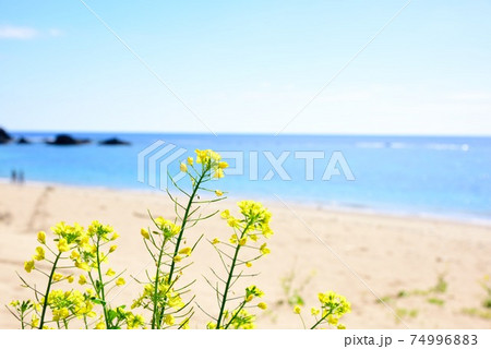 加計呂麻島　徳浜海岸 　菜の花と青い海 74996883