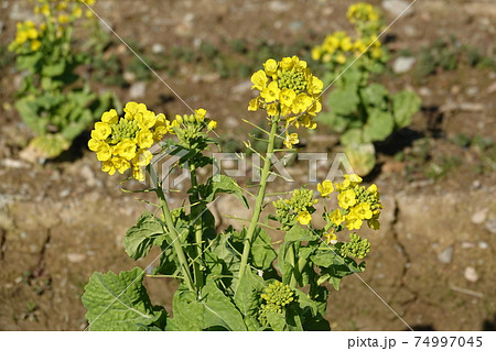 食用菜の花 食用菜の花 74997045
