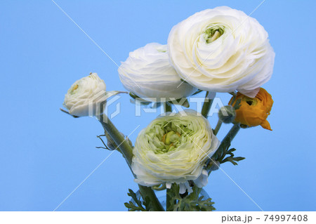 ラナンキュラスの切花 74997408