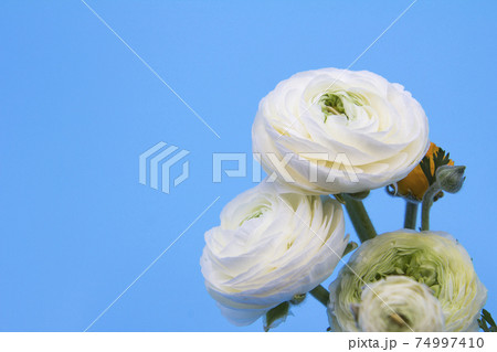 ラナンキュラスの切花 74997410