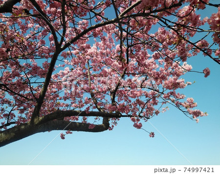 河津桜 河津桜 74997421