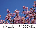 河津桜と青空 74997481