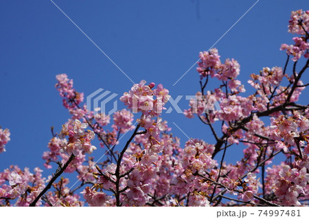 河津桜と青空 74997481