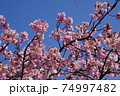 河津桜と青空 74997482