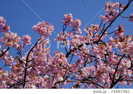 河津桜と青空 74997482
