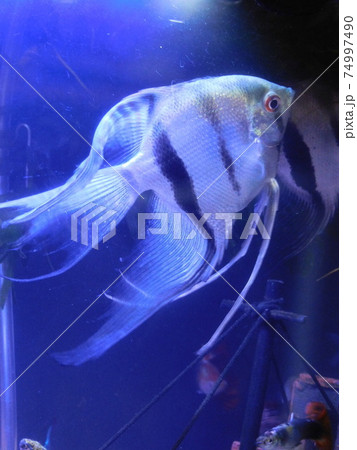 エンゼルフィッシュ エンゼルフィッシュ 74997490