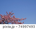河津桜と青空 74997493