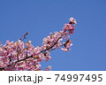 河津桜と青空 74997495