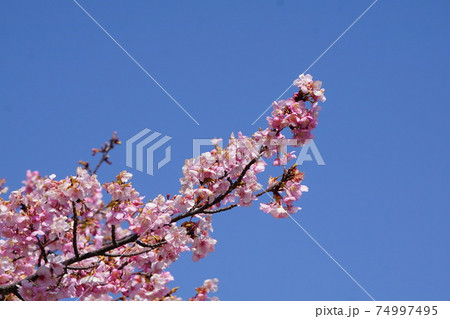 河津桜と青空 河津桜と青空 74997495