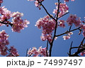 河津桜と青空 74997497