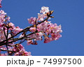 河津桜と青空 74997500
