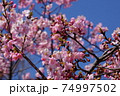 河津桜と青空 74997502
