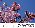 河津桜と青空 74997503