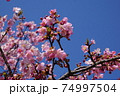 河津桜と青空 74997504