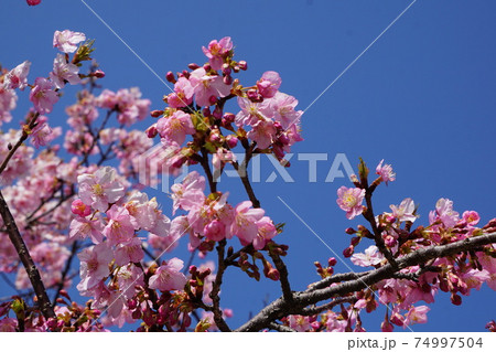 河津桜と青空 河津桜と青空 74997504