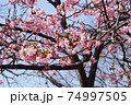 河津桜と青空 74997505