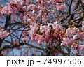 河津桜と青空 74997506