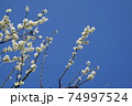 梅の花 74997524