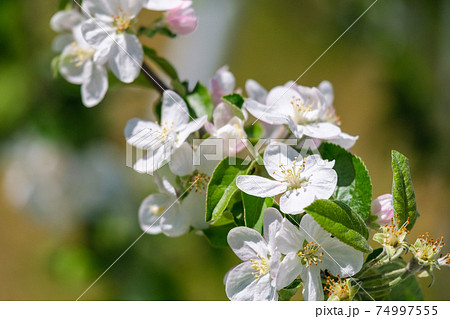 林檎の花の写真素材