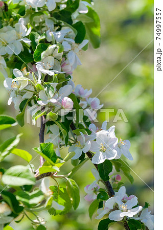 林檎の花の写真素材