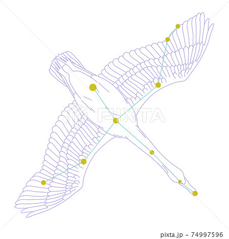 星座シリーズa 白背景に星座絵と星座線 はくちょう座のイラスト素材