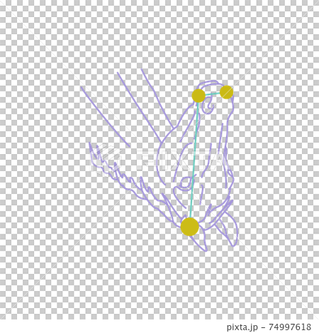 88星座シリーズA-白背景に星座絵と星座線-こうま座 74997618