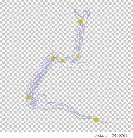 88星座シリーズA-白背景に星座絵と星座線-みずへび座 88星座シリーズA-白背景に星座絵と星座線-みずへび座 74997654