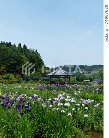 花菖蒲園の季節 花菖蒲園の季節 74997689