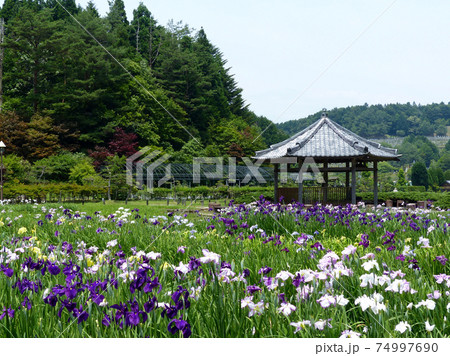 花菖蒲園の季節 花菖蒲園の季節 74997690